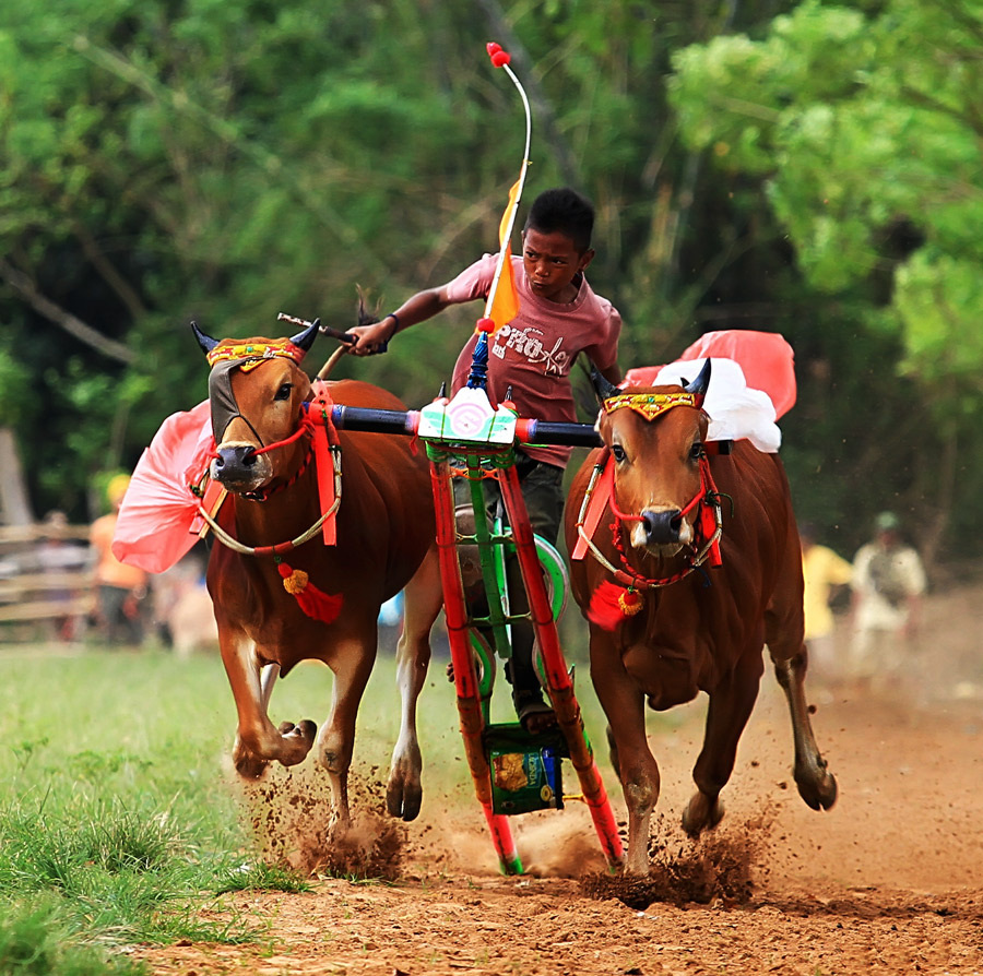 Little Karapan Sapi Rider by George Barker